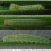 thym sylvestris larva2 volg